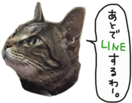 My cat Sticker. sticker #13559881