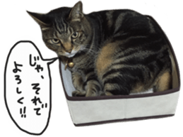 My cat Sticker. sticker #13559882