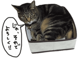 My cat Sticker. sticker #13559882