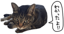 My cat Sticker. sticker #13559883