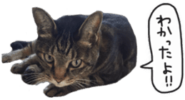 My cat Sticker. sticker #13559883