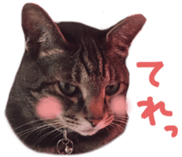 My cat Sticker. sticker #13559884