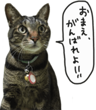 My cat Sticker. sticker #13559885