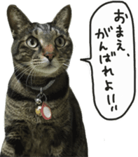 My cat Sticker. sticker #13559885