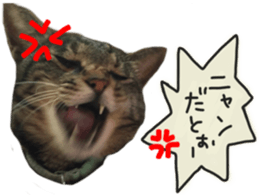 My cat Sticker. sticker #13559886