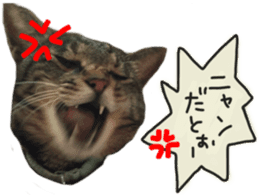 My cat Sticker. sticker #13559886