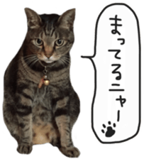 My cat Sticker. sticker #13559887