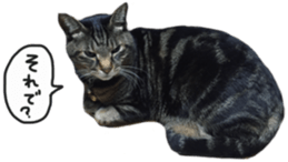 My cat Sticker. sticker #13559888