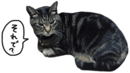 My cat Sticker. sticker #13559888