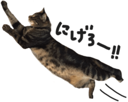 My cat Sticker. sticker #13559889