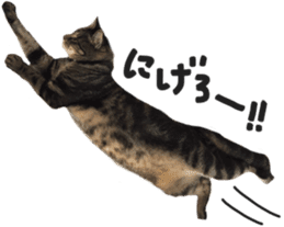 My cat Sticker. sticker #13559889