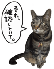 My cat Sticker. sticker #13559890
