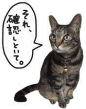 My cat Sticker. sticker #13559890