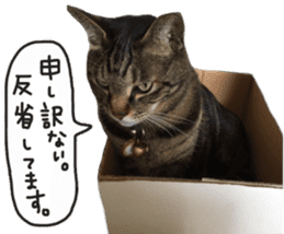 My cat Sticker. sticker #13559891