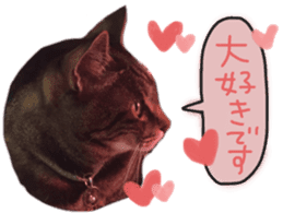 My cat Sticker. sticker #13559892