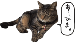 My cat Sticker. sticker #13559893