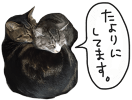 My cat Sticker. sticker #13559894