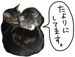 My cat Sticker. sticker #13559894