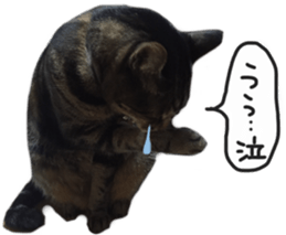 My cat Sticker. sticker #13559895