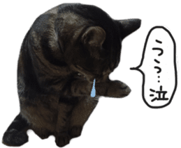 My cat Sticker. sticker #13559895