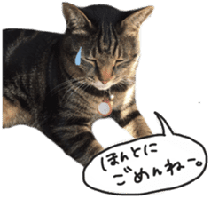 My cat Sticker. sticker #13559896