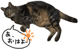 My cat Sticker. sticker #13559898