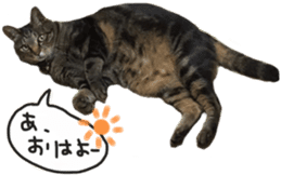 My cat Sticker. sticker #13559898
