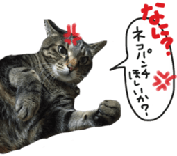 My cat Sticker. sticker #13559899