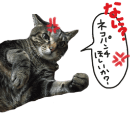 My cat Sticker. sticker #13559899