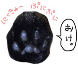 My cat Sticker. sticker #13559900