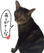 My cat Sticker. sticker #13559901