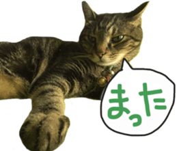 My cat Sticker. sticker #13559902