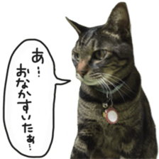 My cat Sticker. sticker #13559903