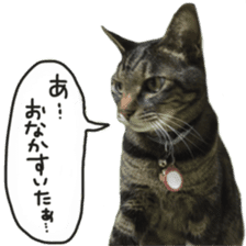 My cat Sticker. sticker #13559903