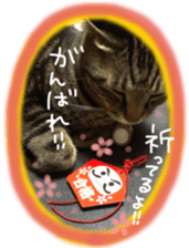 My cat Sticker. sticker #13559904