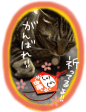 My cat Sticker. sticker #13559904