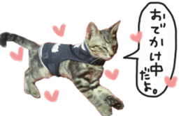 My cat Sticker. sticker #13559905
