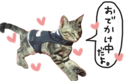 My cat Sticker. sticker #13559905