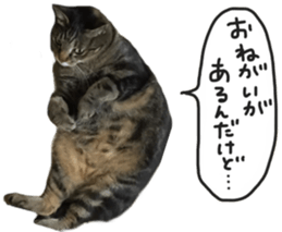 My cat Sticker. sticker #13559906