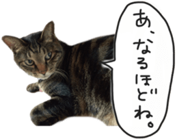 My cat Sticker. sticker #13559907