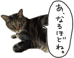 My cat Sticker. sticker #13559907