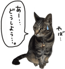 My cat Sticker. sticker #13559908