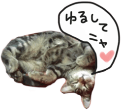 My cat Sticker. sticker #13559909