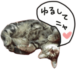 My cat Sticker. sticker #13559909