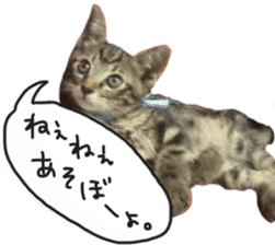 My cat Sticker. sticker #13559910