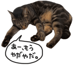 My cat Sticker. sticker #13559912