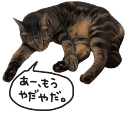 My cat Sticker. sticker #13559912