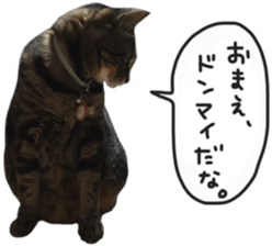 My cat Sticker. sticker #13559913