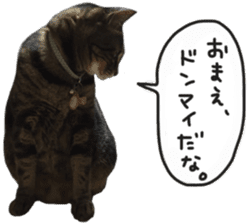 My cat Sticker. sticker #13559913