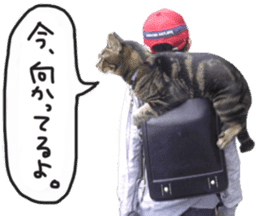 My cat Sticker. sticker #13559914